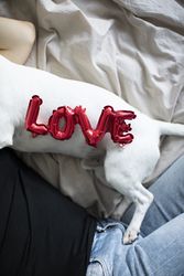 Small red balloon letter on the side of a small dog