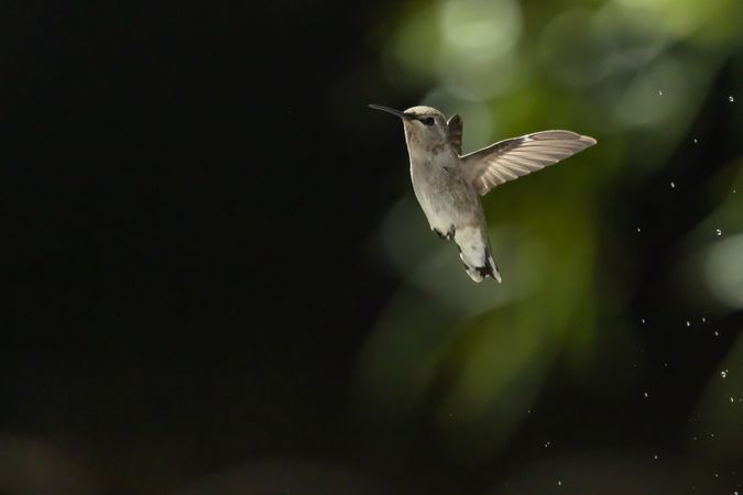 Hummingbird in Flight