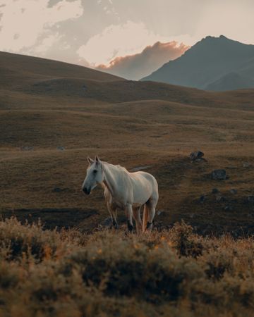Side view of light horse against the backdrop of high mountains