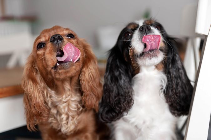 Two cavalier spaniels liking their lips