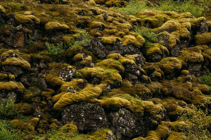 Green fluffy moss on stones in nature
