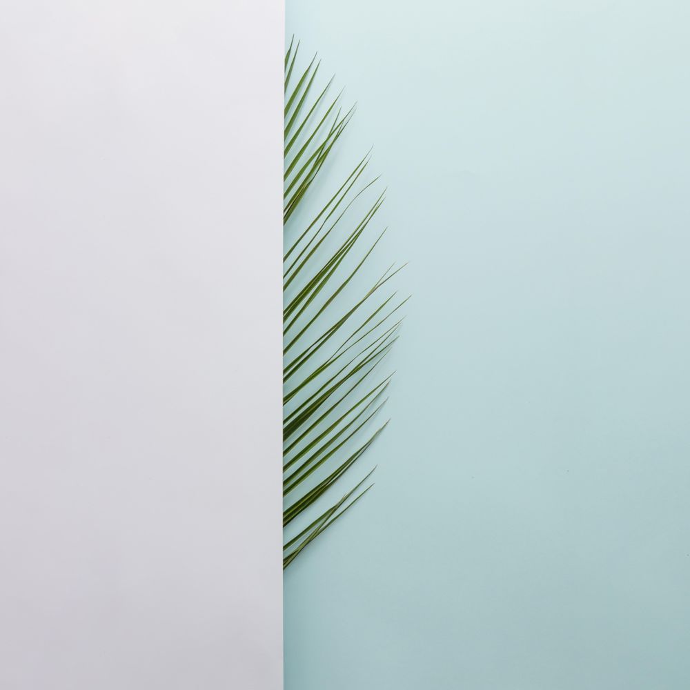 Palm leaf half covered with light on blue background