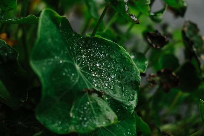 Wet green leaf with dew droplets