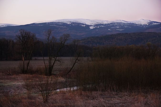 Bare bushes and rocks covered with snow