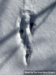 Rabbit tracks in snow 0grjAb