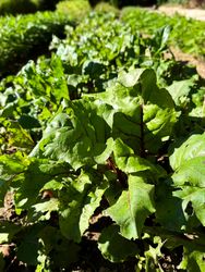 Beet leaves in garden patch