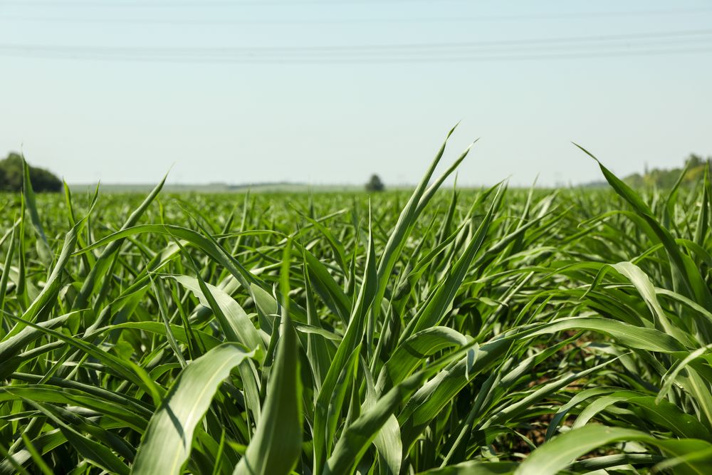 Corn field. Beautiful sunny day. Farming. Agriculture business