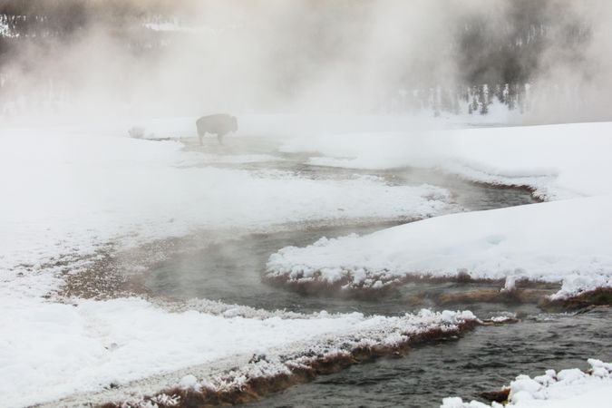 Single bison in hot spring river