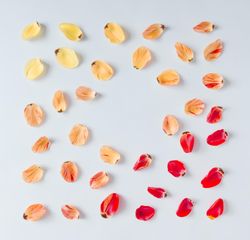 Colorful bright pattern made of tulip flower petals