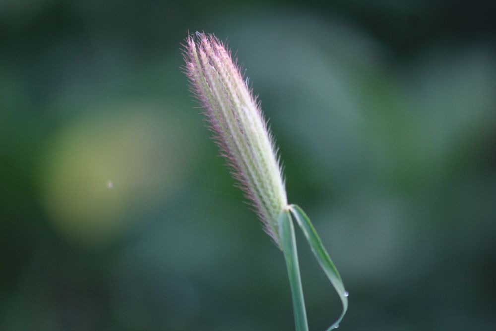 Grass