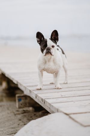 Cute dog on pier near sea