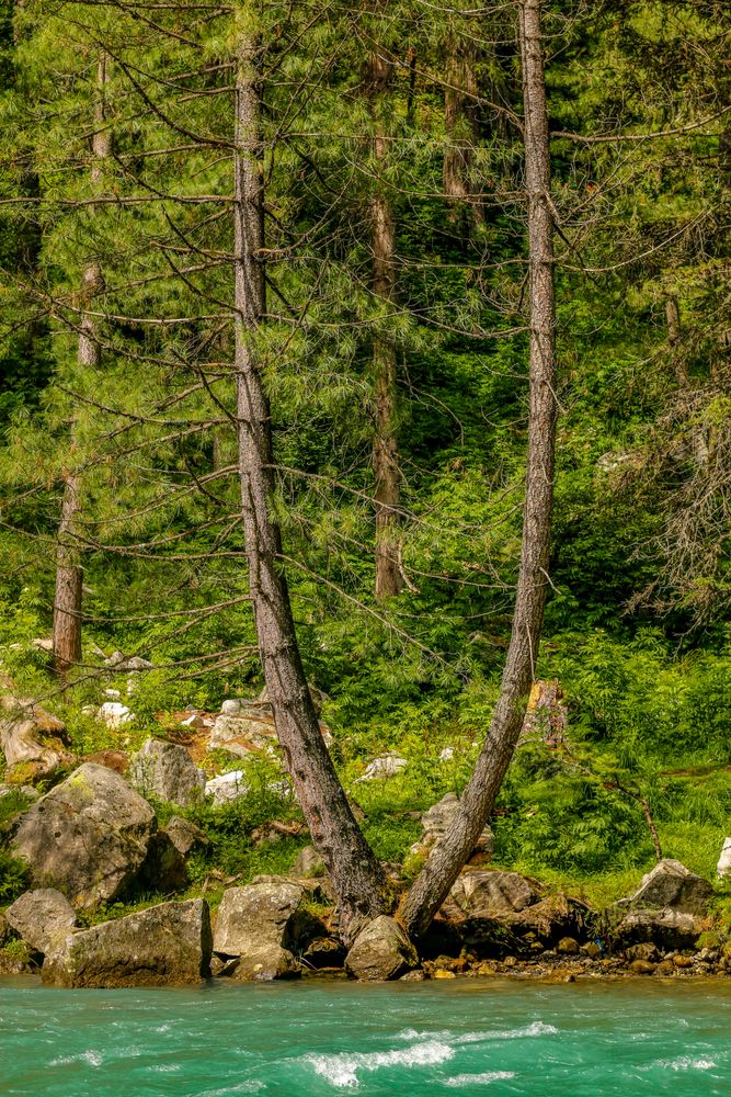 Split tree on bank of Katora Lake in Pakistan, vertical composition