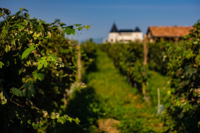 The vineyard in Lopota in late afternoon