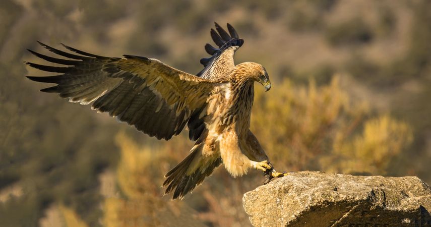 Furious wild eagle closeup
