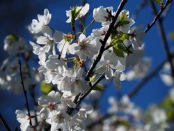 Sakura in High Park Toronto