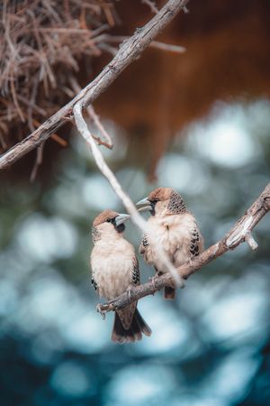 Two finches on twig