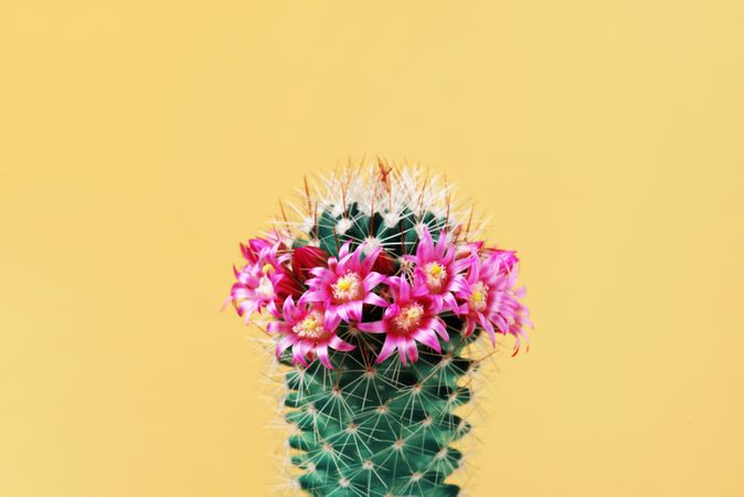 Cactus with bright pink flower on yellow background