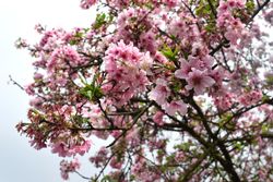 Cherry Blossoms Season in Wuji Tianyuan Temple Taiwan