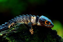Tribolonotus gracilis "Red-eyed crocodile lizard"