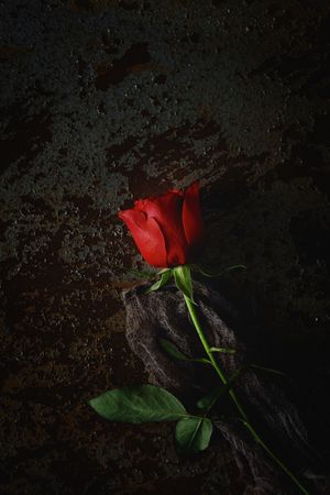 red roses with dark background