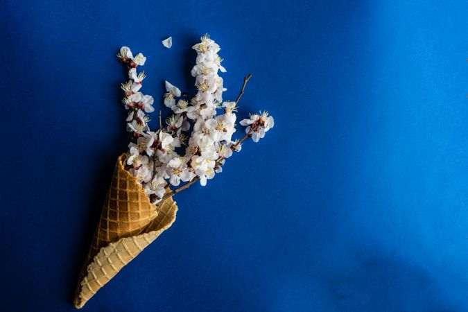 Spring floral concept with apricot blossom in waffle cone on royal blue background