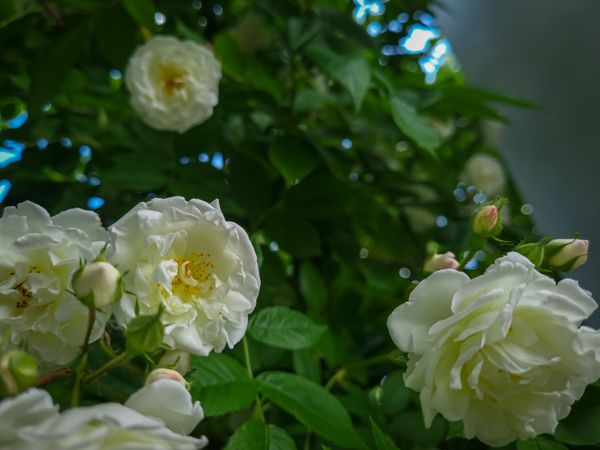 Hedge of light flowers in bloom