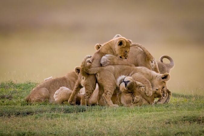 Lioness lies covered in cubs on savannah