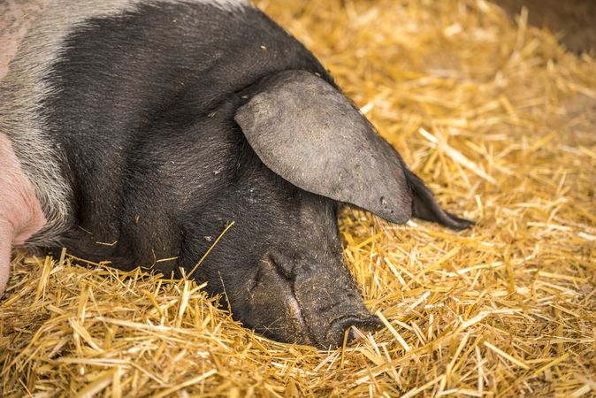 German pig sleeping on hay