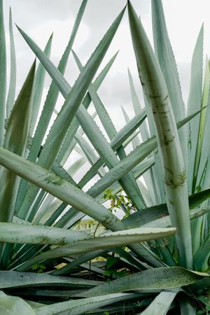 Long succulent plant leaves
