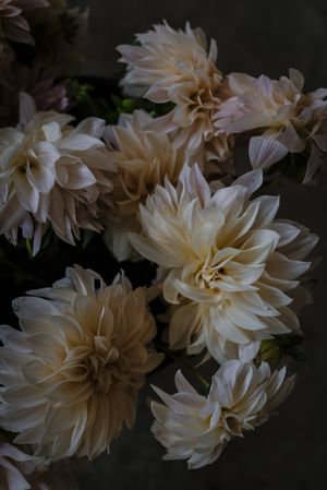 Bouquet of fresh white flowers