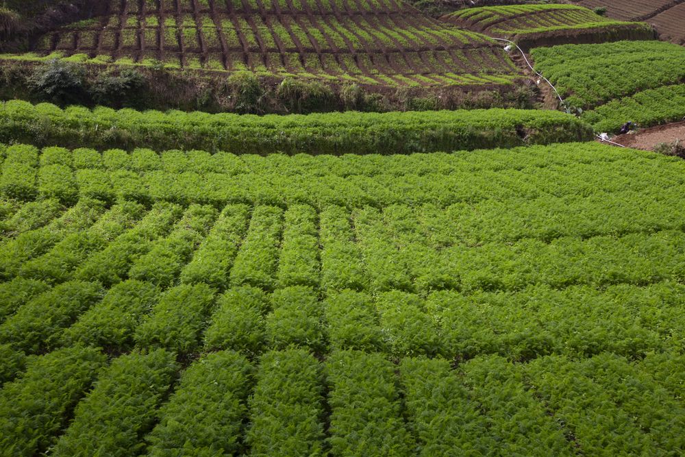 Tea Plantation