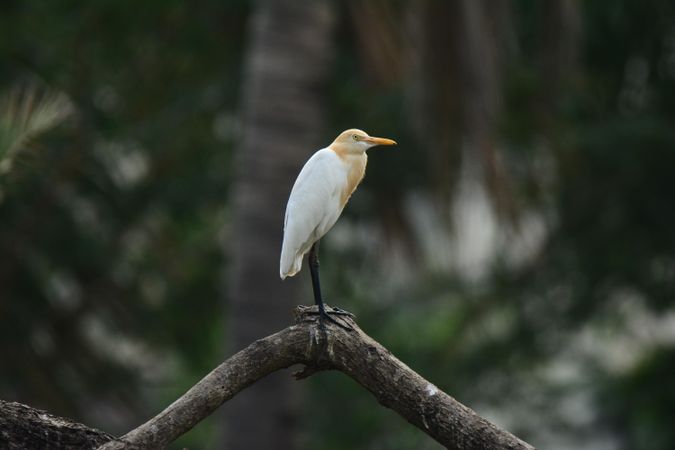 Egret on tree branch