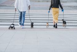 Couple walking with dogs and pet with wheelchair on street