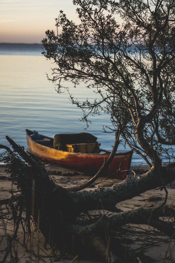 Boat on shore beside broken tree