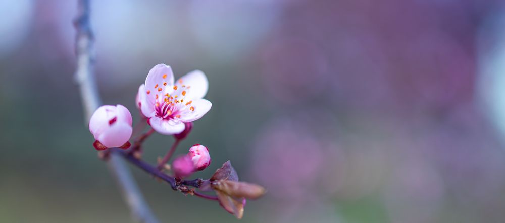 Branch with cluster of cherry blossoms buds with copy space