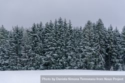 Winter landscape with snow covered trees in Black Forest, Germany 5pgQ2N