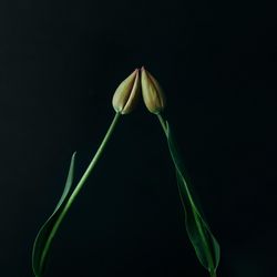 Two yellow tulips on dark background
