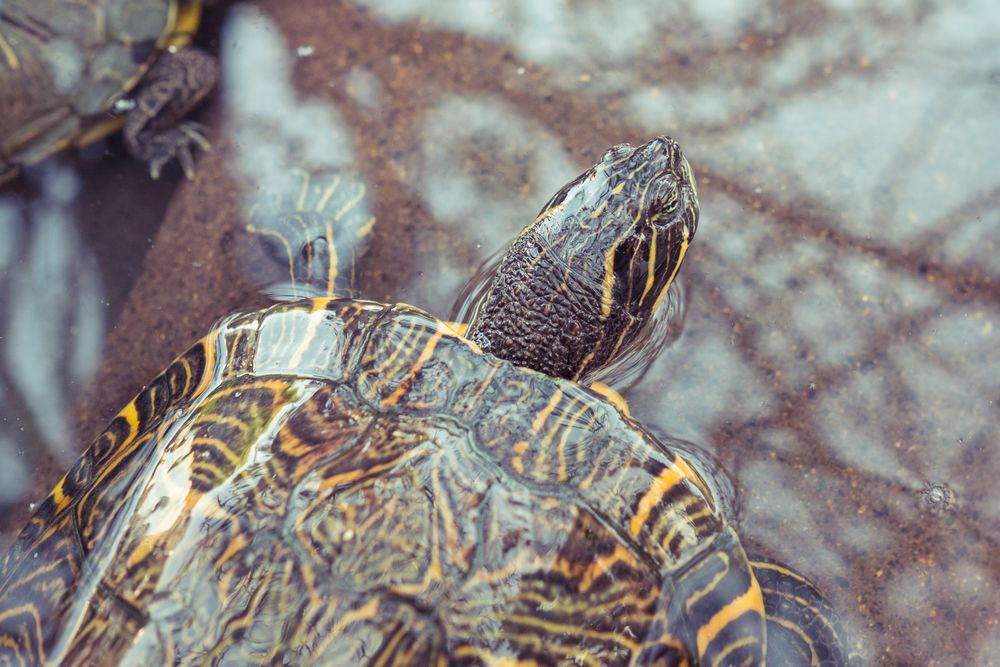 Turtle swimming in stony pond