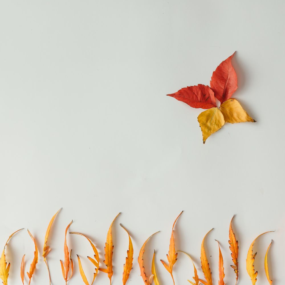 Bright autumn leaves arranged in scene on light background