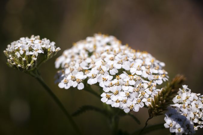 Close up of delicate Queen Anne’s lace flowers with yellow pistils