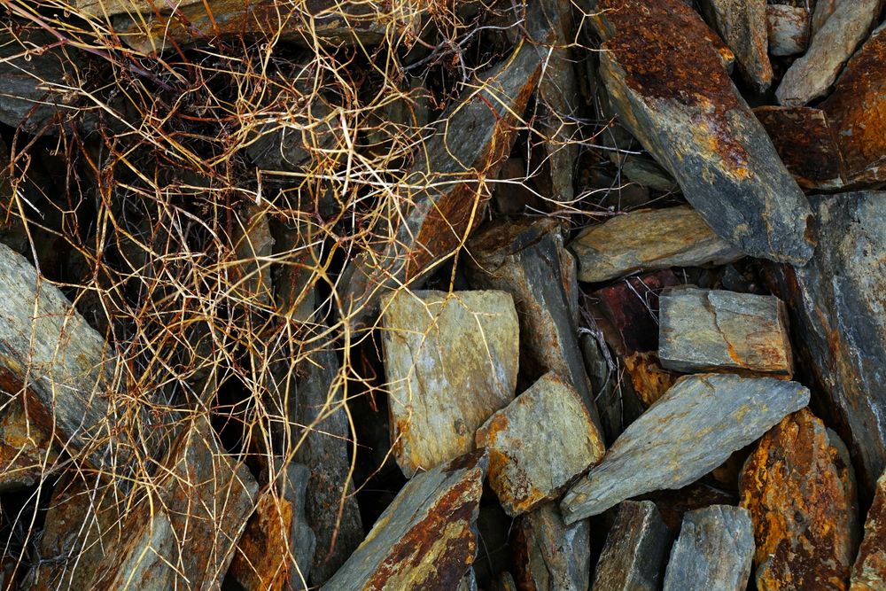 Texture of natural lichen on tree bark