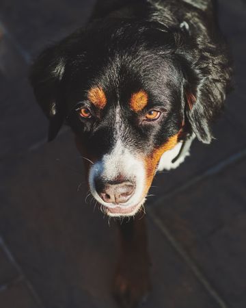 Close up of bernese dog outside on tiles