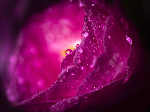 Close up side view of pink camellia flower with dew in dark studio