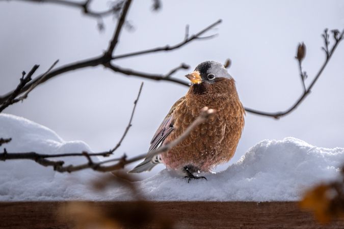 Gray-crowned Rosy-Finch perched in snow in Deer River, Minnesota