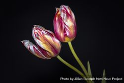 Side view of two red and yellow tulip 4maZe4