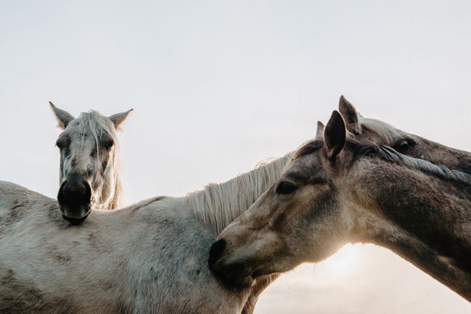 Funny horses on meadow