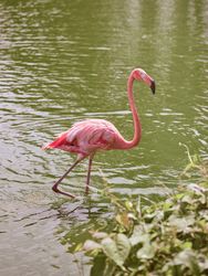 Flamingo walking in river water in park