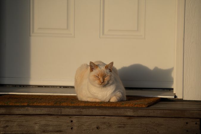 Cute cat resting on front door