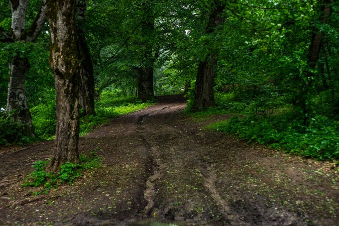 Road in summer forest