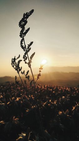 Sunset Silhouette: A Single Wildflower at Golden Hour, Field of Dried Plants